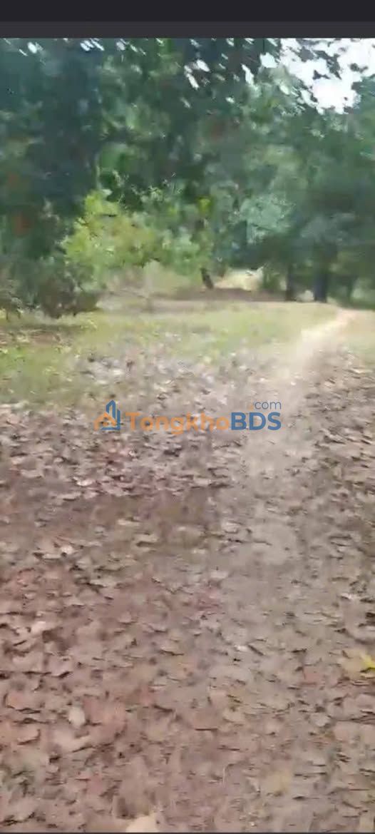 Bán Rẫy Điều 15.000m² Mặt Tiền 55m - Đồng Phú, Bình Phước