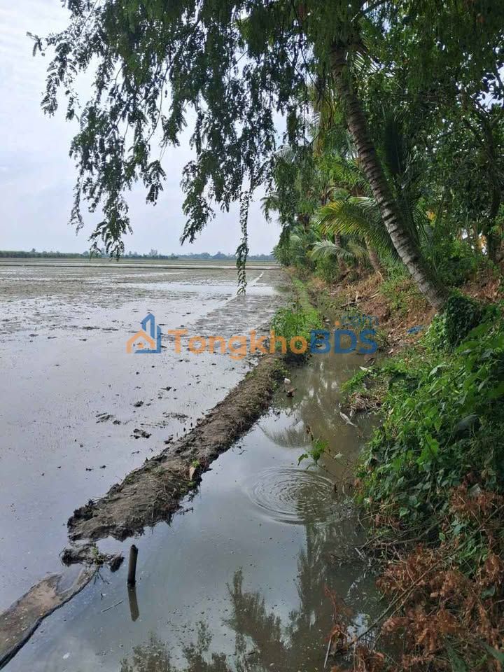 Đất Vườn An Giang 6000m² - Giá Đầu Tư 350 Triệu Tại Xã Bình Hòa