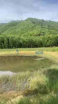 Bán 8ha Đất Rừng Tây Sơn, Bình Định - Giá Tốt, Sẵn Sàng Đầu Tư