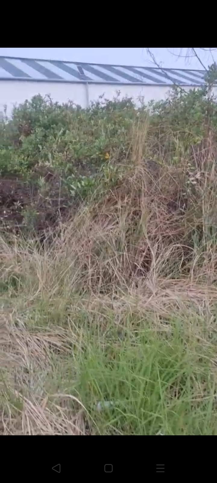 Đất Nền Mặt Tiền Đường Lộ Nhựa 456m² - Kinh Doanh/Đầu Tư Giá Tốt Tại Bạc Liêu