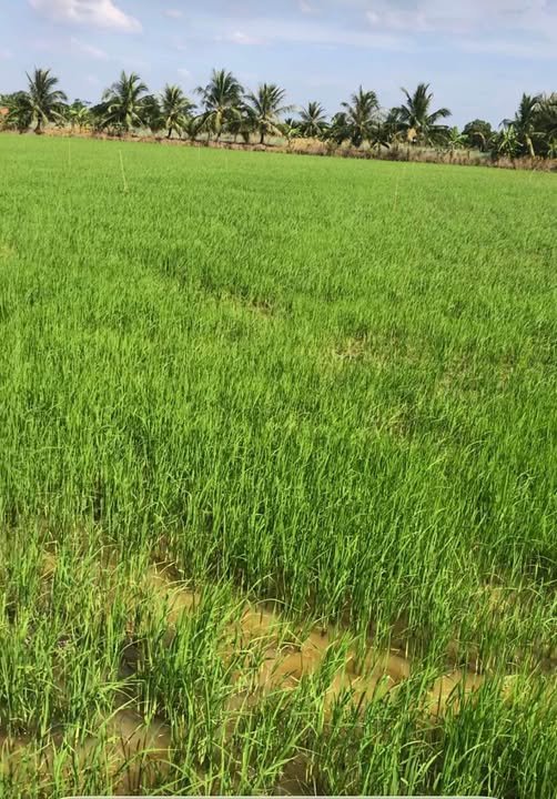 Đất Vườn Cà Mau 3600m² Mặt Tiền Lộ Đan - Giá Đầu Tư 3.5 Tỷ