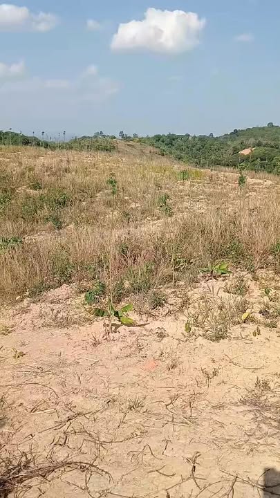 Farm 18.000m² Cà phê M38 - Đắk Nông - Giá Đầu Tư 1.15 Tỷ