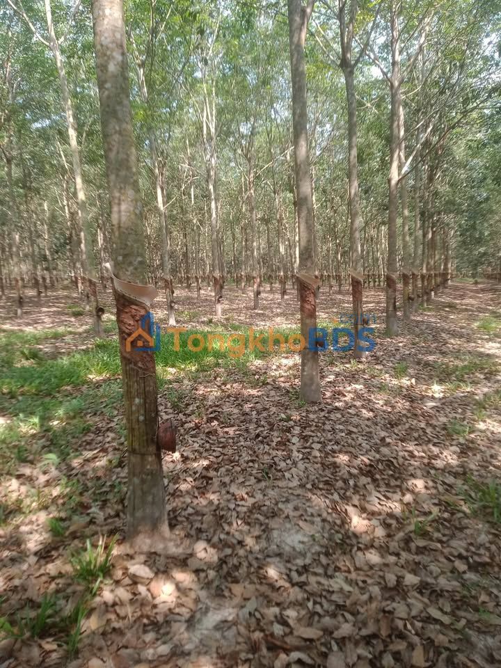 Bán Gấp Đất Vườn Cao Su 25000m² Phước Vinh, Tây Ninh - Sẵn Sàng Khai Thác