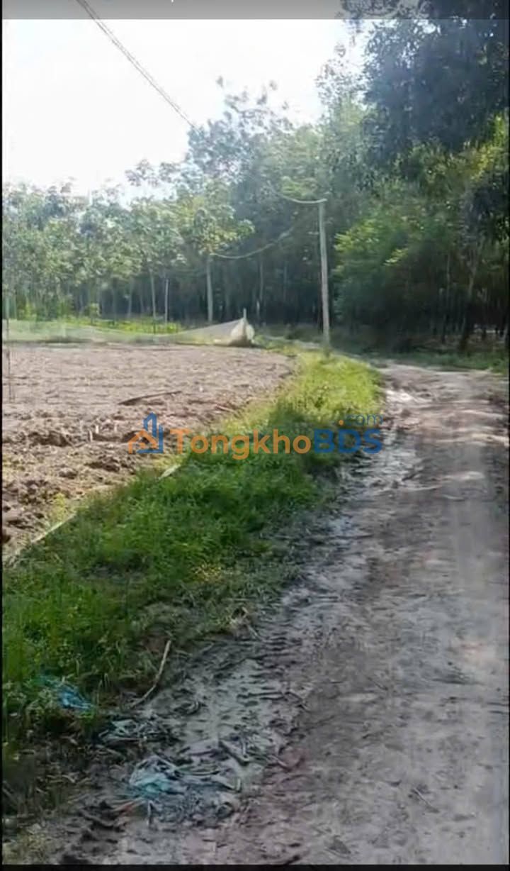 Đất Vườn 1000m² Phường Ninh Sơn, Tây Ninh - Giá Tốt Đầu Tư