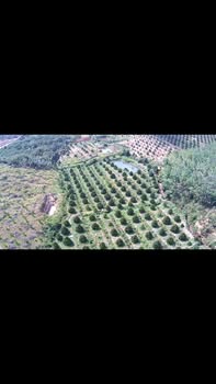 Farm 1.4ha Sầu Riêng 4 Năm Tuổi Tại Bù Đăng, Bình Phước - Giá 3.1 Tỷ TL