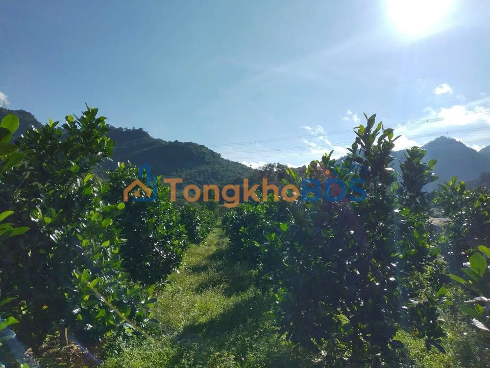 Đất Mặt Tiền Lê Thị Pha, Đạ Huoai - 2700m² Sẵn Sổ, View Suối, Giá 32.3 Tỷ