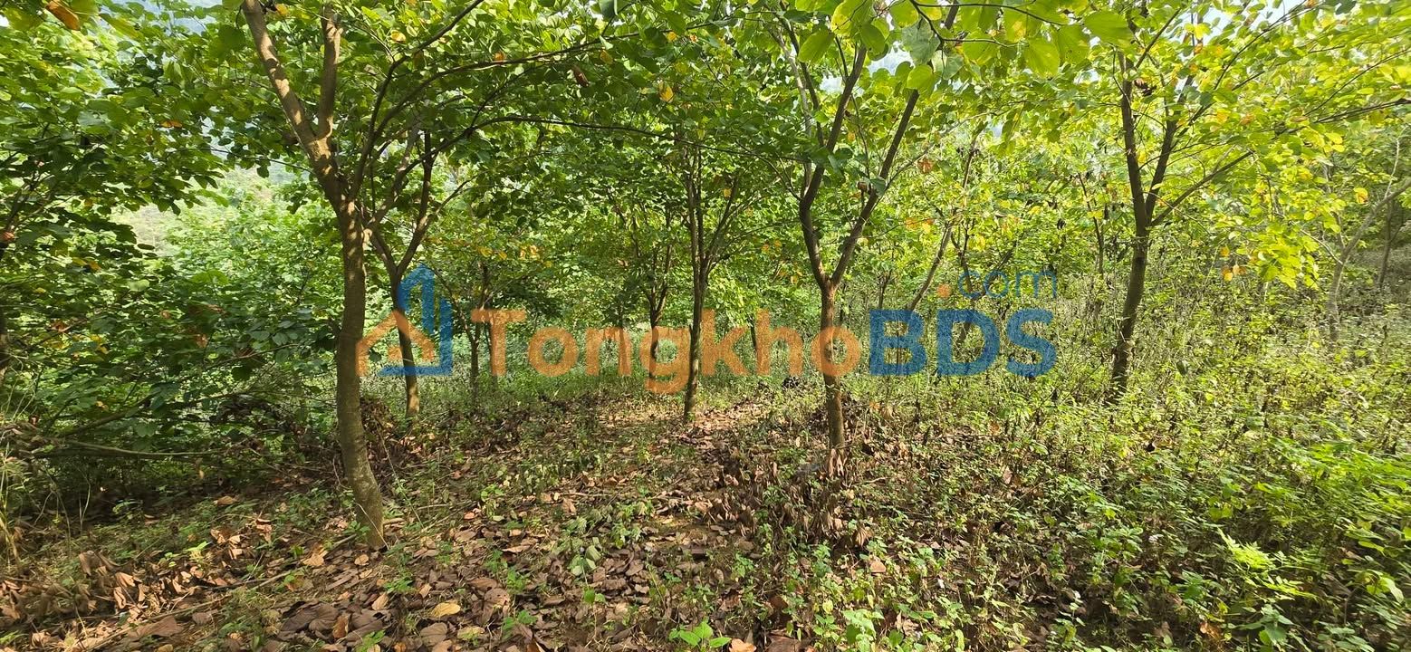 Bán Đất Mộc Châu 1ha - Sổ Đỏ Thổ Cư, Gần QL43, Giá Dưới 1 Tỷ