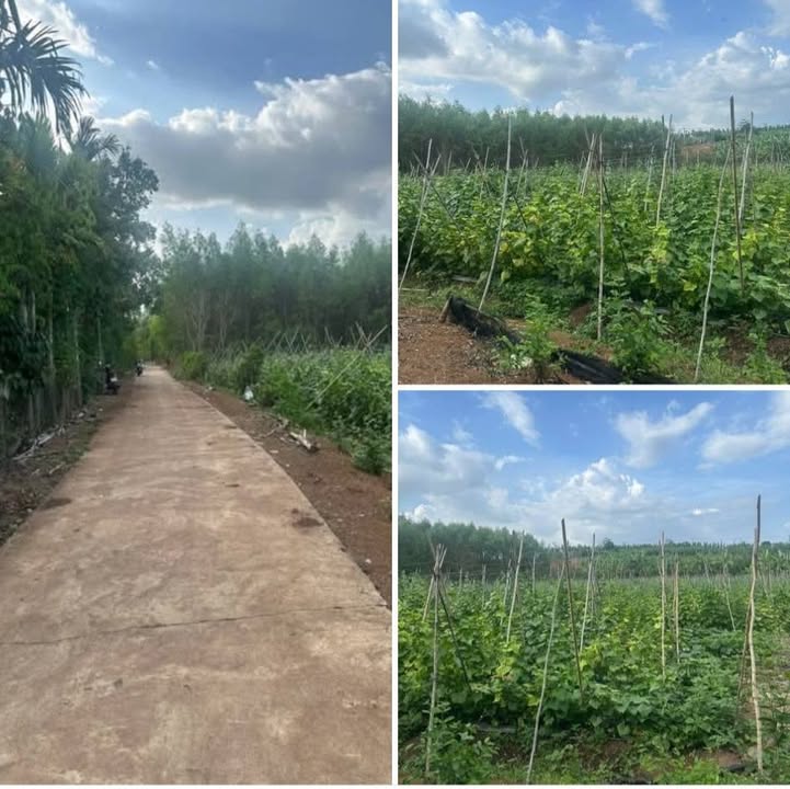 Bán Đất Vườn Bà Rịa - Vũng Tàu 18000m² Giá 2 Tỷ - Sổ Hồng Riêng