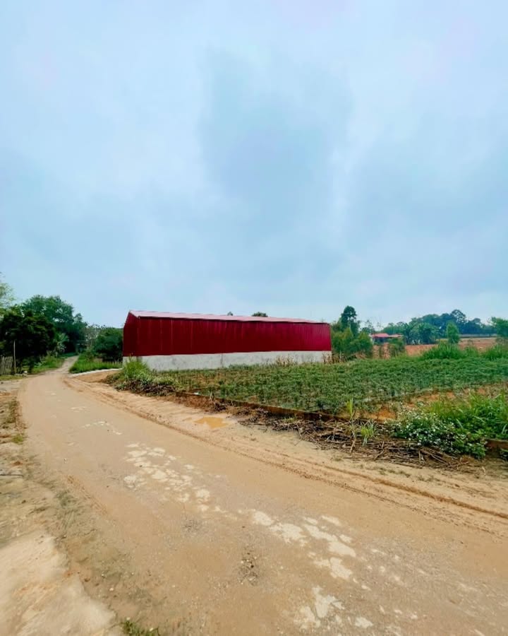 Đất thổ cư Phú Thọ 100m² - Băng 1 mặt đường, giá đầu tư chỉ 6xx triệu