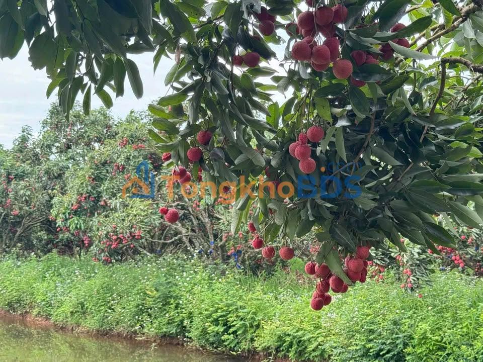 Đất Vườn Vải Bắc Giang - Đầu tư sinh lời 3600m² Sổ Hồng