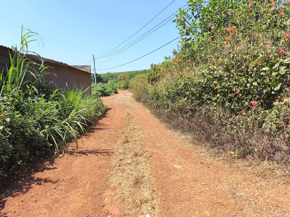 Đất Vườn Nam Ban Lâm Đồng 1050m² - Sổ Đỏ 200m² Thổ Cư - Giá Chỉ 1.3 Tỷ