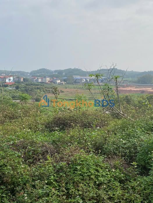 Đất Rừng 8.400m² Giáp KCN Mỹ Thái, Lạng Giang - Sẵn Sàng Đầu Tư