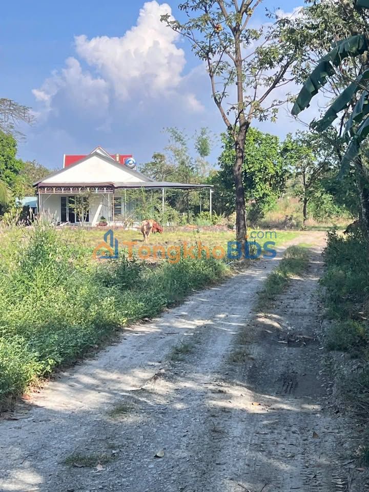 Bán Gấp Đất Vàng 1200m² Mặt Tiền Y Hình, Xuân Lộc - Sổ Hồng Sẵn Sàng