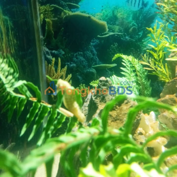 Bán đất đấu giá 140m² xã Đông Thụy Anh, Thái Thụy - Sổ đỏ sẵn sàng