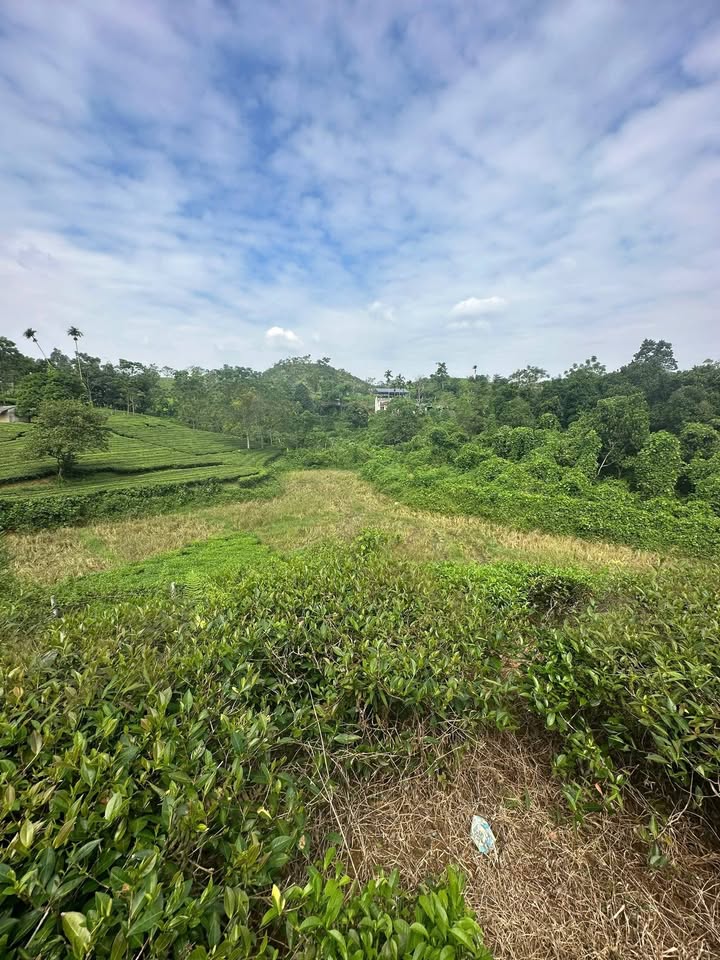 Đất Vườn Phú Thọ 736m² - Sổ Đỏ Rõ Ràng, Giá Chỉ 300 Triệu