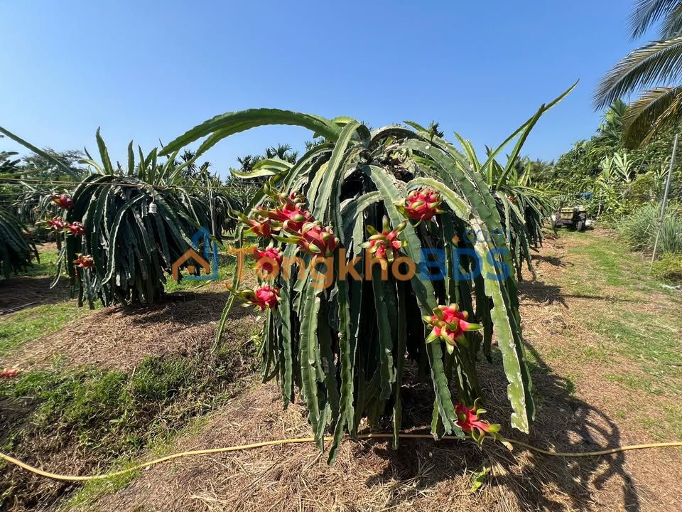 Đất Vườn Nghỉ Dưỡng Đồng Nai - 2 Sào Sổ Hồng Riêng, Giá 1.05 Tỷ