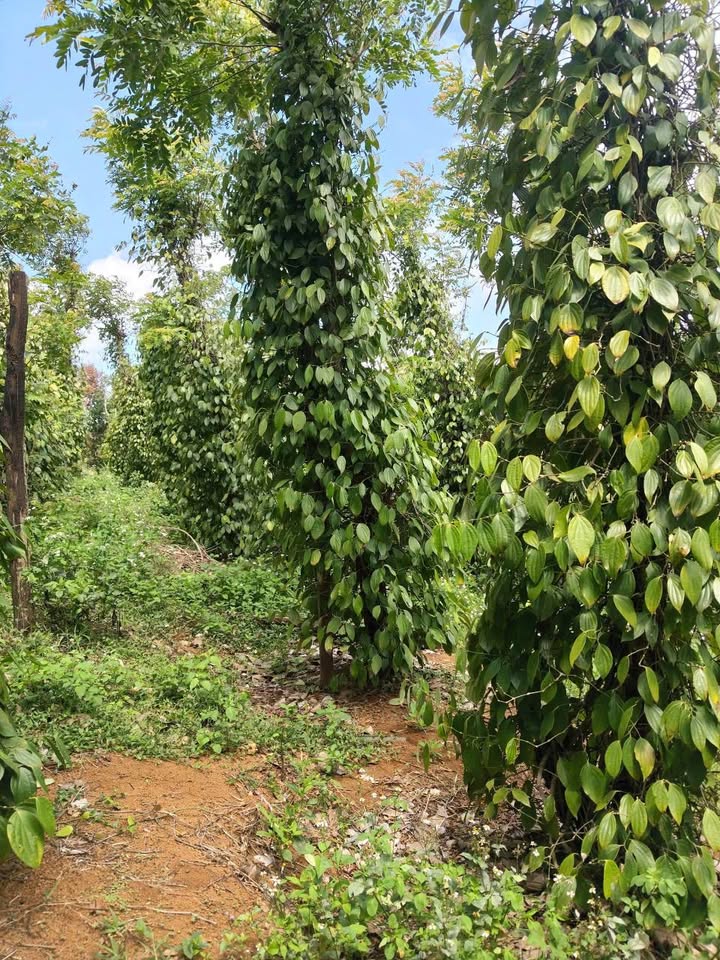 Bán Gấp 1.2ha Đất Vườn Tiêu Thổỡng Bazan - 850 Triệu/Tỷ