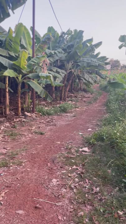 Cho thuê đất 1ha Vĩnh Cửu, Đồng Nai - Sẵn sàng trồng trọt, giá 60 triệu/năm