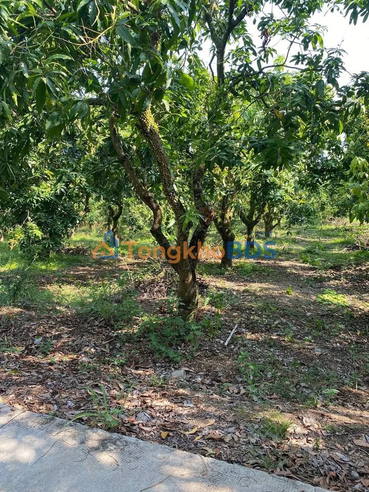 Đất Vườn Xoài La Ngà 1000m² - Sổ Hồng Sẵn, Giá Chỉ 400 Triệu