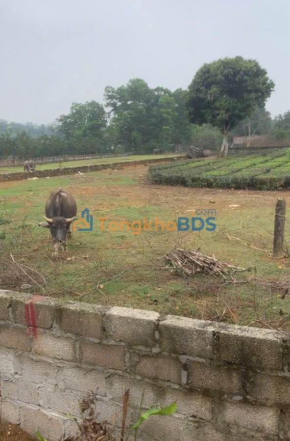 Đất Vườn Ba Vì 722m² - Sổ Đỏ Sẵn Sàng, Giá Đầu Tư