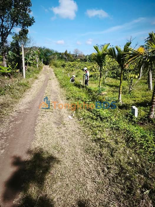 Đất Nền Krông Pắc Đắk Lắk - 648m² Sổ Hồng Tặng Cafe, Tiêu