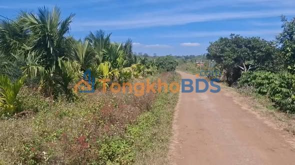 Bán Gấp Farm 10.000m² Đăk Lăk - 50m Mặt Tiền Đường, Trồng Cà Phê & Sầu Riêng