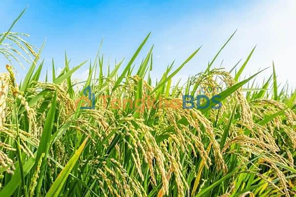 Đất Ruộng 7200m² Gần KCN Mỹ Thạnh, An Giang - Cơ Hội Đầu Tư