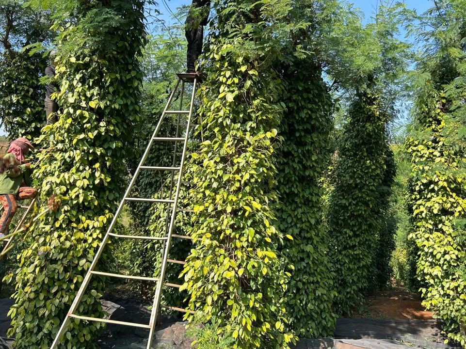 Bán gấp 1.7ha đất farm Lơ Pang, Gia Lai - 800 cây cà kinh doanh