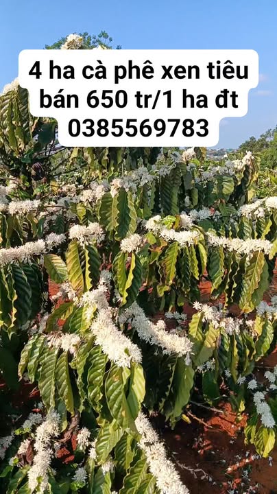 Bán 4ha Cà phê xen Tiêu tại Tuy Đức - Đắk Nông - Sẵn Sàng Khai Thác