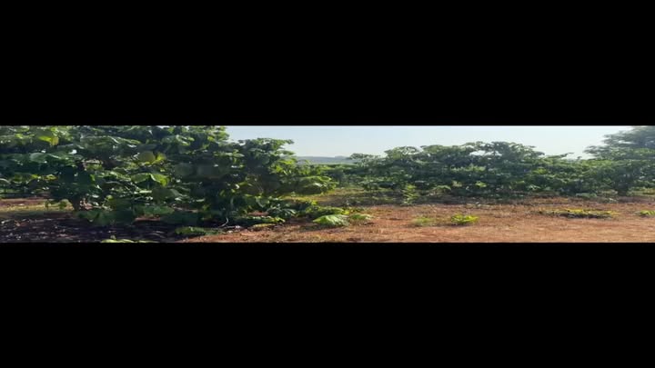 Bán Gấp 5000m² Đất Vườn Cà Phê Tại Ia Kha, Gia Lai - Giá 1 Tỷ