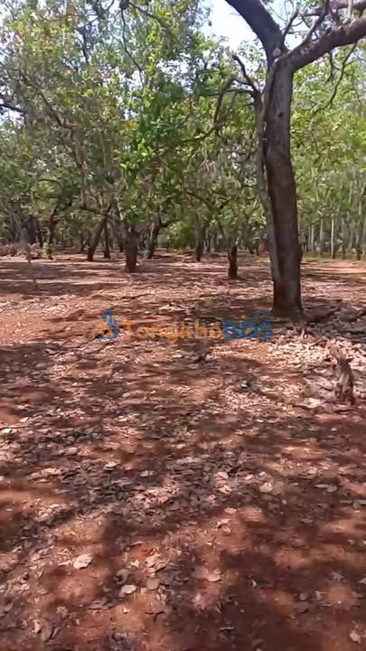 Đất Điều Bình Phước 2.8ha Mặt Tiền Đường Lớn - Giá Đầu Tư 3.08 Tỷ