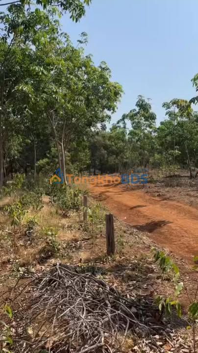 Bán Gấp 20.000m² Đất Đỏ Sổ Đỏ, Ô Tô Vào Tận Vườn Tại Phú Nghĩa, Bình Phước