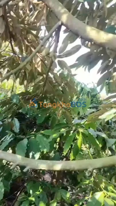 Đất Farm 1ha Đắk Lắk - 40 Cây Sầu Riêng Kinh Doanh Lợi Nhuận Cao