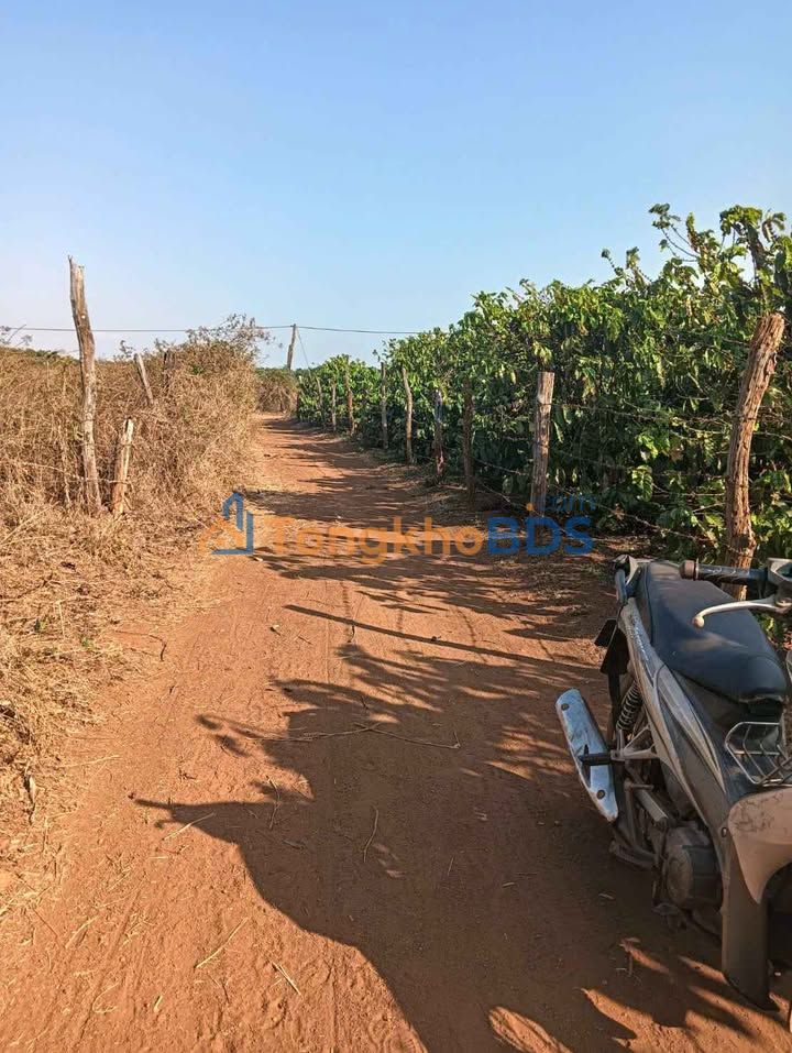 Đất Vườn Mắc Ca 8.4 Sào Thu Hoạch Ổn Định - Chư Sê, Gia Lai