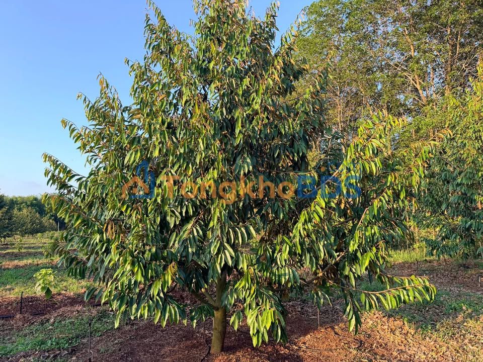 Bán 1ha Đất Vườn Sầu Riêng + Cafe Gia Lai - 3 Tỷ