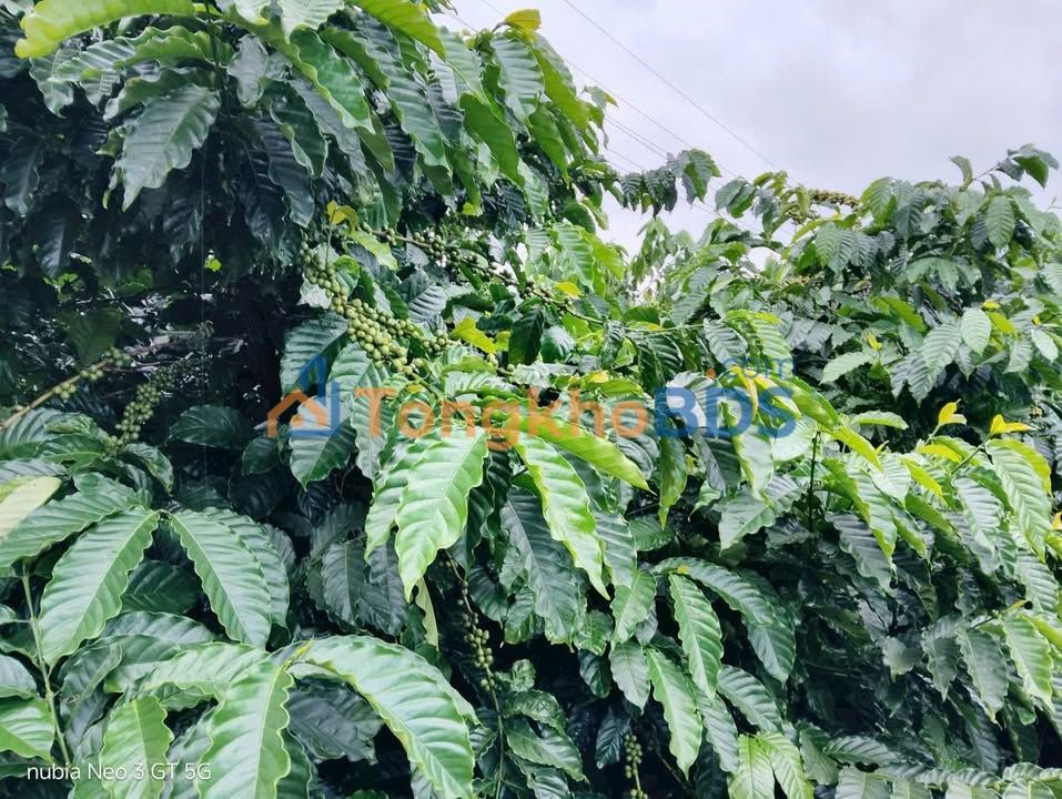 Bán Rẫy Cà Phê Kinh Doanh 8600m² Mặt Tiền 120m Đường Nhựa - Đắk Lắk