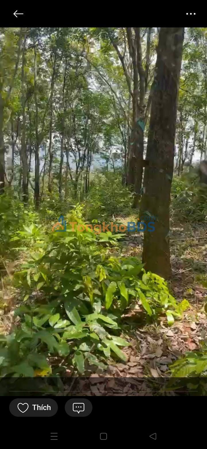 Bán Gấp 12.000m² Đất Cao Su Quảng Tân, Đắk Nông - Giá Rẻ Như Cho!