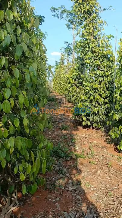 Đất Vườn Đắk Lắk 10.000m² - Giá Đầu Tư 1.63 Tỷ - Thôn 5 Cư Né