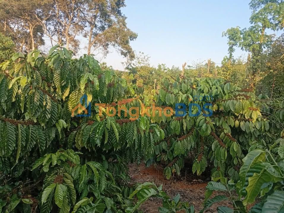 Bán Đất Nông Nghiệp 5ha Đak Song, Đak Nong - Sổ Đỏ, Mặt Tiền Nhựa Lớn