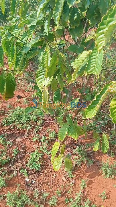 Đất Vườn 13500m² Mặt Tiền QL14, Lộc Ninh - Giá 730 Triệu