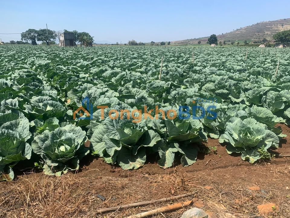 Đất Nền Đức Trọng 1800m² - 4.5 Tỷ - Sổ Đỏ Rõ Ràng