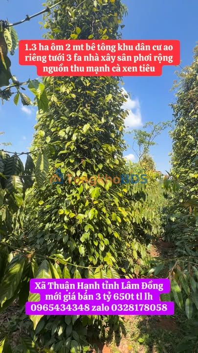 Bán Gấp Farm 1.3ha Đắk Nông - 2 Mặt Tiền Bê Tông, Ao Riêng