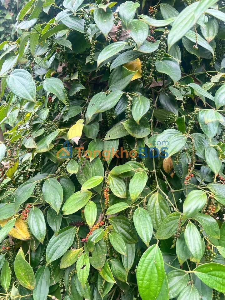 Bán Đất Vườn 8.7 Sào Tiêu Thổ Cư, Buôn Đôn, Đắk Lắk - Giá Đầu Tư 160 Triệu/Sào