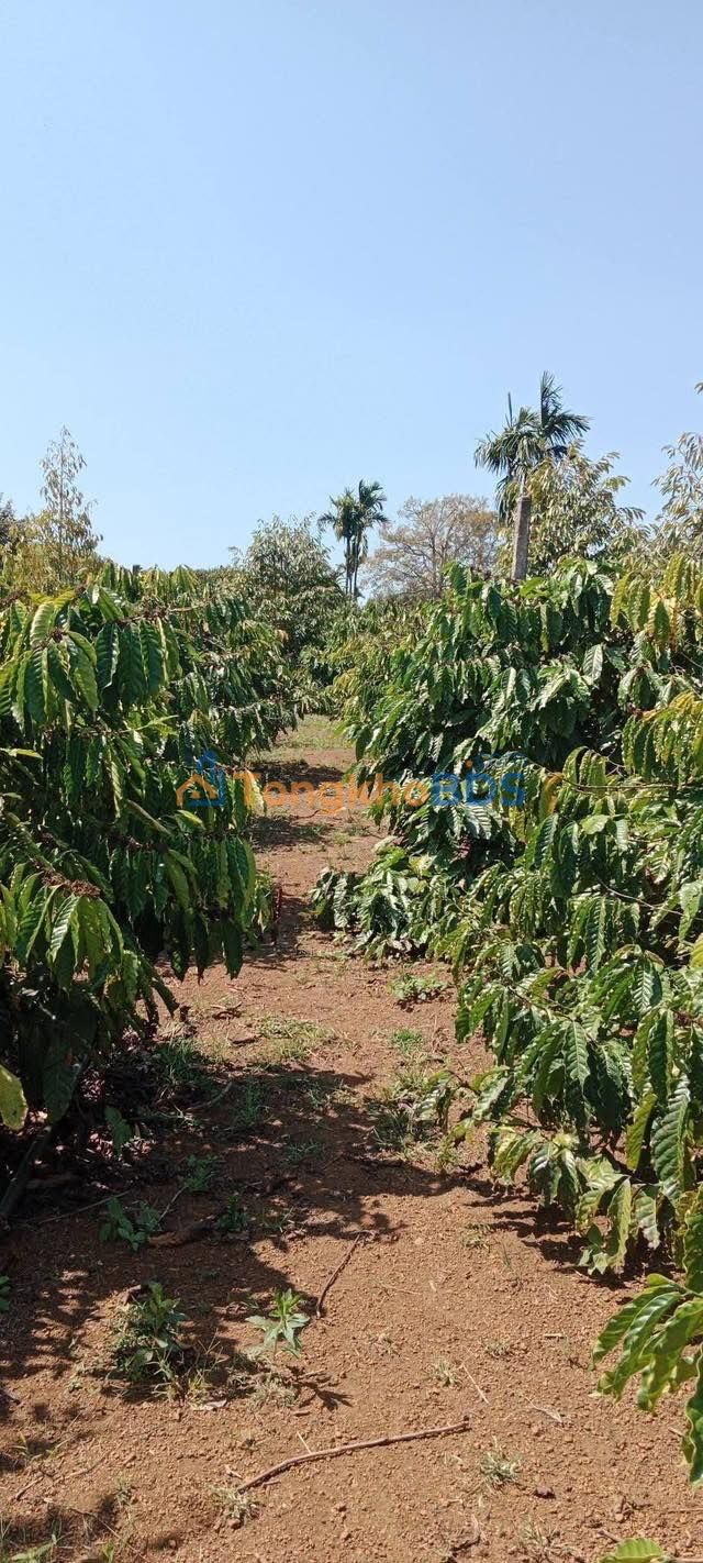 Bán gấp 1.2ha Rẫy Sầu Riêng, Cà Phê tại Phú Lộc, Đắk Lắk - Giá 4.5 tỷ