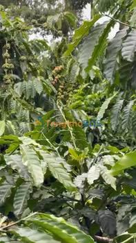 Đất Nền MT Nhựa Krông Nô 100m² Thổ Cư - Nguồn Thu Cafe Khủng