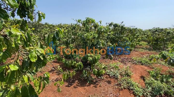 Bán 1ha Đất Đỏ Bazan Chư Sê, Gia Lai - Giá 1.9 Tỷ