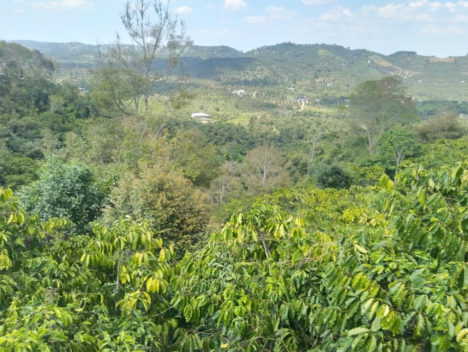 Bán Gấp Vườn 6100m² Lộc Nam, Bảo Lâm - Giá Tốt Đầu Tư 1.6 Tỷ