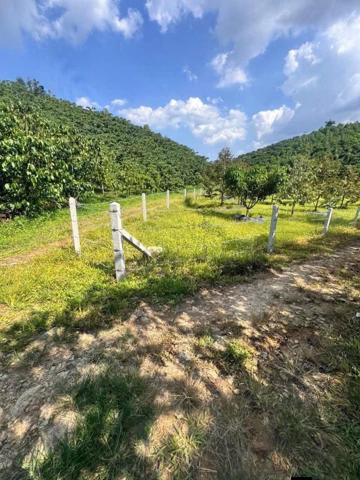 Bán Đất Vườn 14400m² Bảo Lộc - Giá 1.6 Tỷ, Sẵn Vườn Trái Cây
