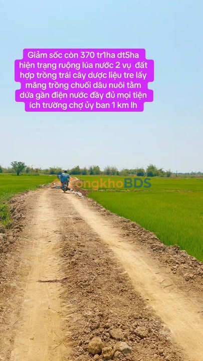 Bán Gấp Farm 5ha Lộc An, Bảo Lâm: 37 Tỷ - Tiềm Năng Trồng Trọt & Nghỉ Dưỡng
