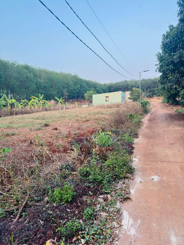 Đất thổ cư 1050m² Bình Long, Bình Phước - Giá 299 Triệu - Sẵn Sàng Xây Dựng